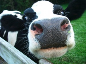 cow