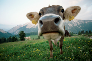 cow