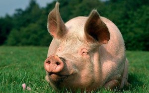 pig_1571615c