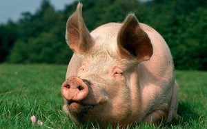 pig_1571615c