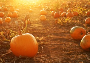 pumpkin-patch-1