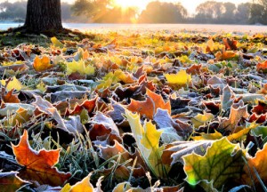 autumn-frost-ground-leaves-nature-Favim.com-437015