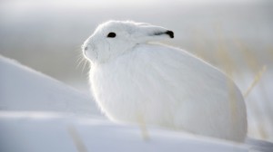 beautiful-white-rabbit