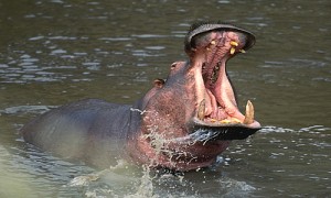 hippo6