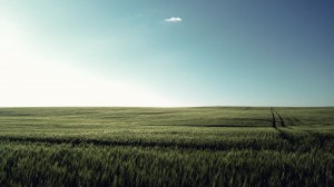 wheat_field_by_phk_dan10-d35d6uy
