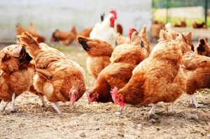 Chickens On Traditional Free Range Poultry Farm