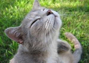 gray-cute-happy-cat-summer-grass-pet