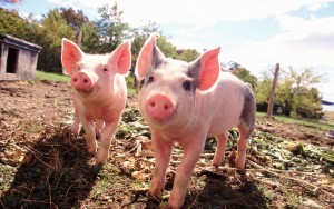 Curious pigs