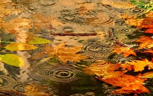 rudens
