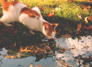 rudens