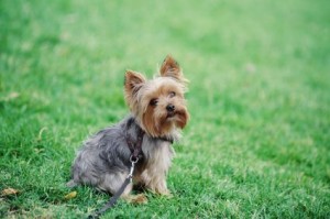 Cute dog sitting in grass