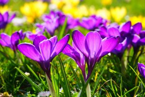 crocus-flower-spring-buhen-55828