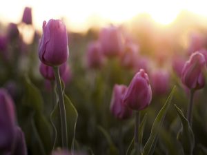 Field of pink tulips with sunlight