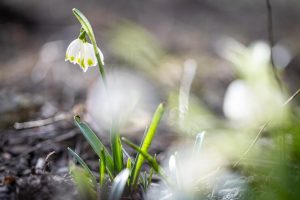 close-up-snowdrops-ground-macro-photography_169016-19436
